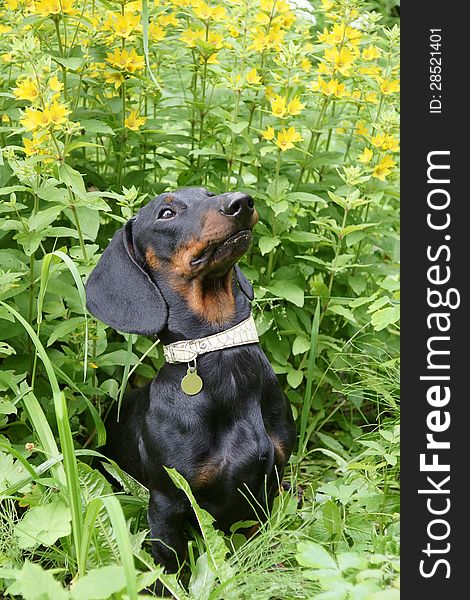 Young black and tan dachshund against Point loosestrife (Lysimachia punctata) in summer. Young black and tan dachshund against Point loosestrife (Lysimachia punctata) in summer