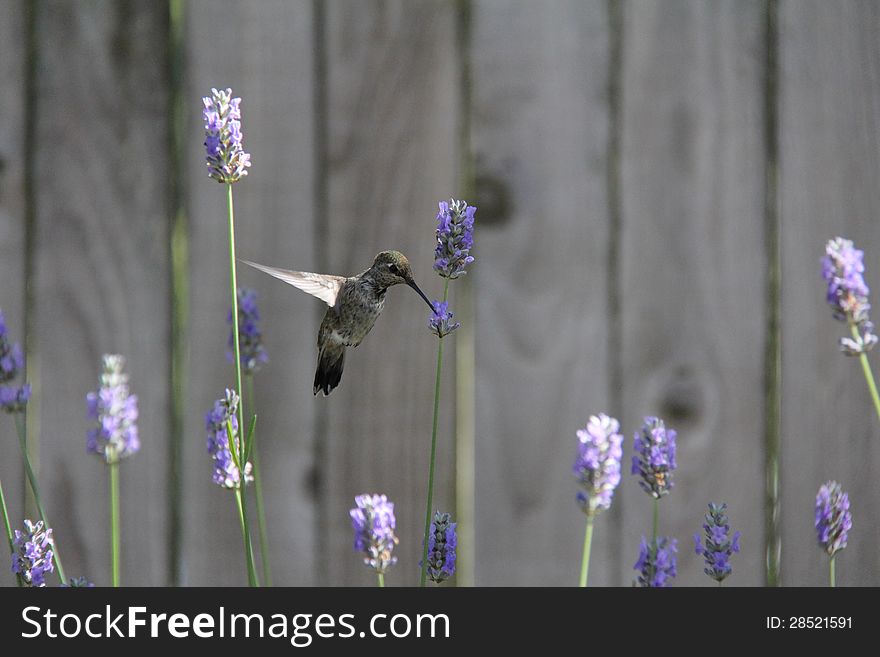 Humming bird hovering at lavender flowers. Humming bird hovering at lavender flowers
