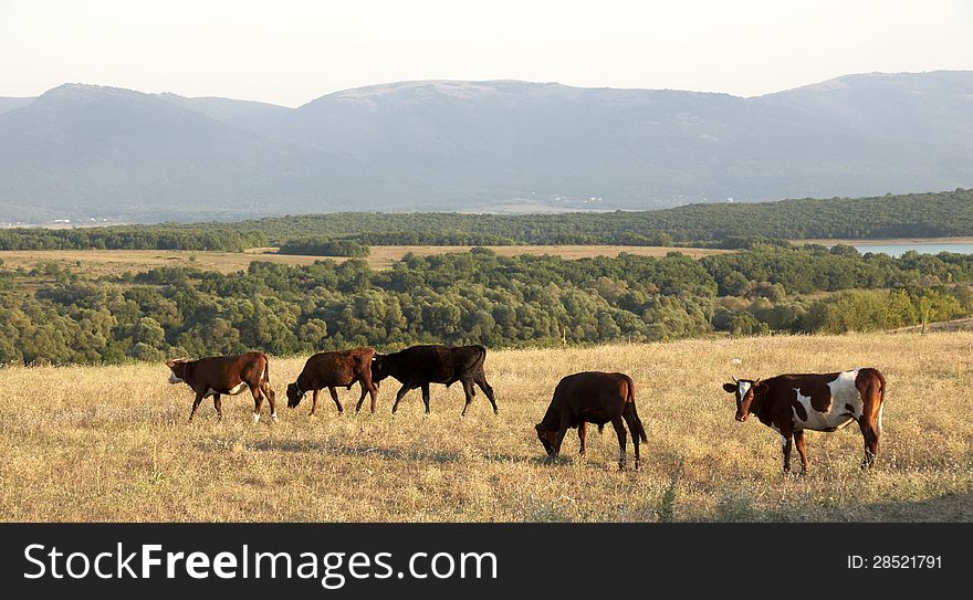 Herd Of Cows On  Mountains Background In Crimea