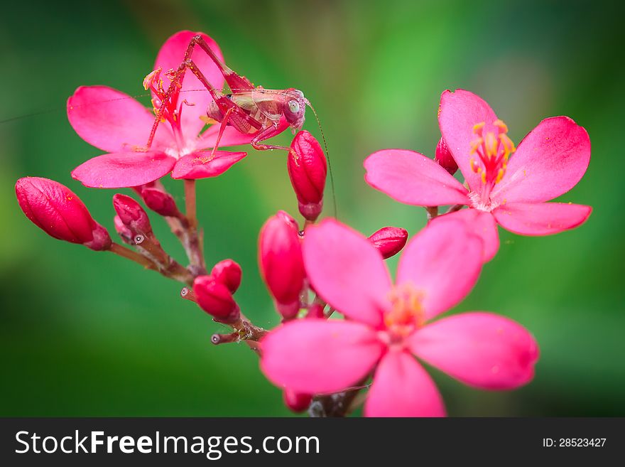 Closeup Pink Grasshopper on a pink flower