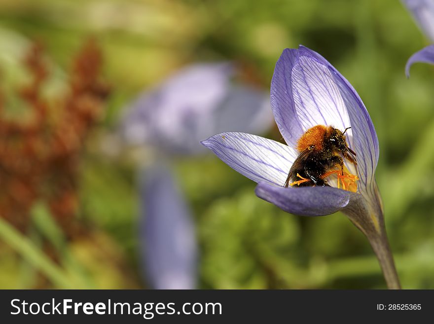 Bee In Flower Bud