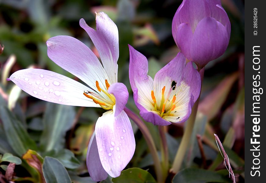 Crocuses after rain