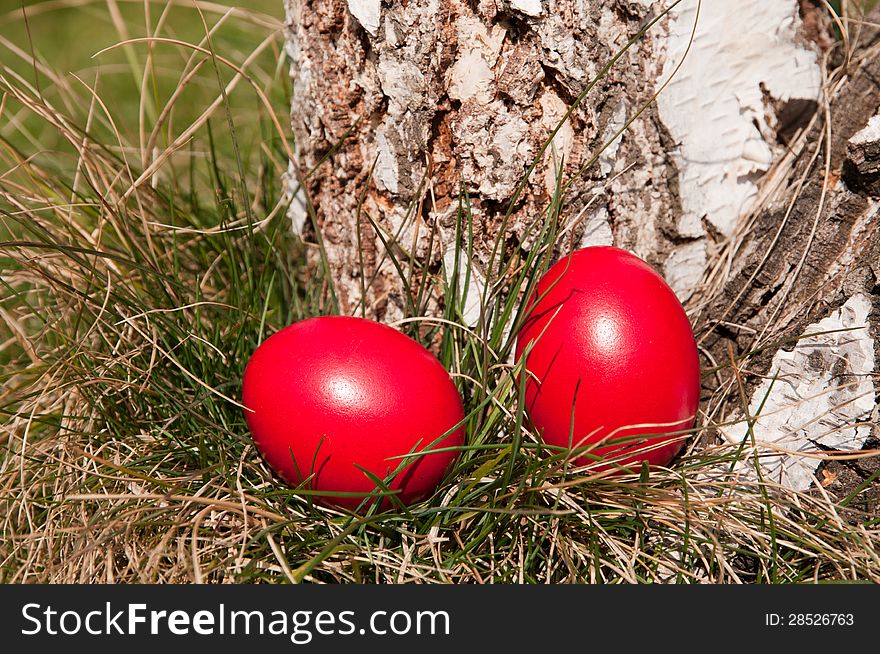 Red Easter eggs in the garden near birch log. Red Easter eggs in the garden near birch log