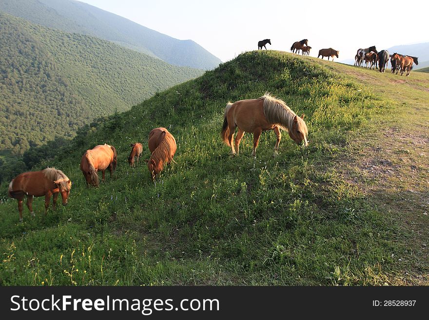 Horse grazing in green field