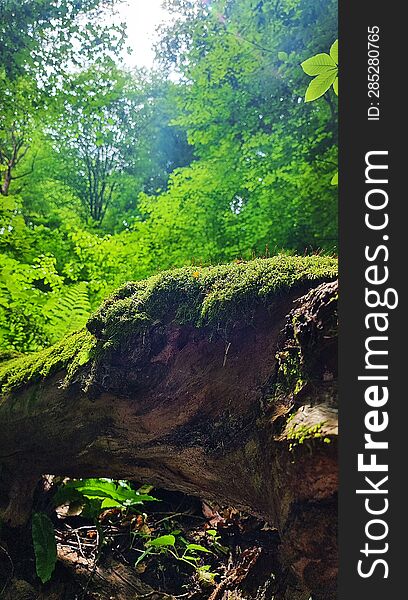 Beautiful Morning Forest. Fresh Green Moss And Grass