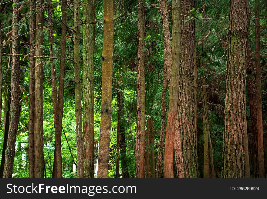 Background image of vertical tree trunks in a pine forest.