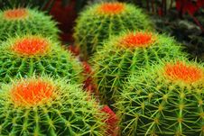 Golden Ball Cactus Royalty Free Stock Images Golden Ball Cactus Royalty Free Stock Images