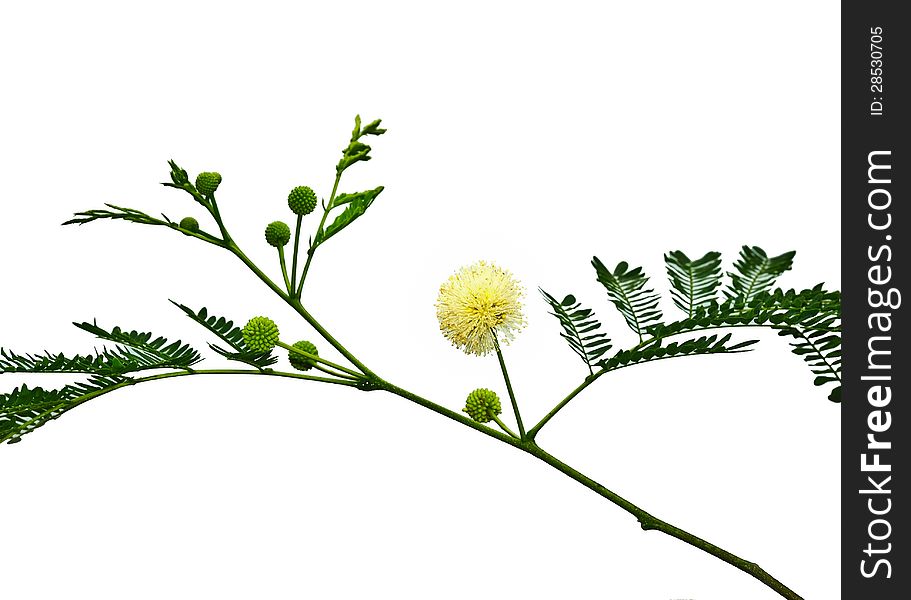 Thai Leucaena are flowering and fruiting