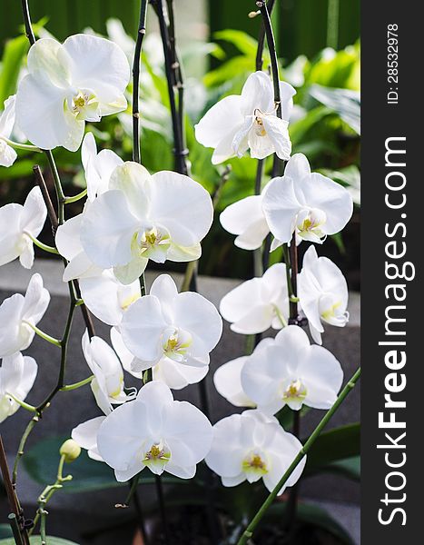 White hybrid phalaenopsis in a greenhouse. White hybrid phalaenopsis in a greenhouse