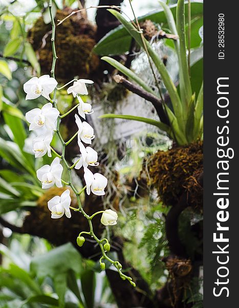 White Phalaenopsis in a greenhouse. White Phalaenopsis in a greenhouse