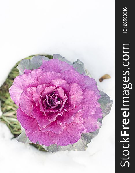 Decorative purple cabbage