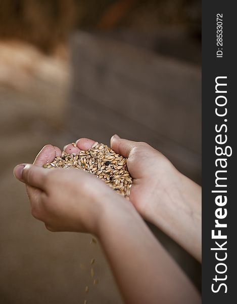 Grain In The Hands