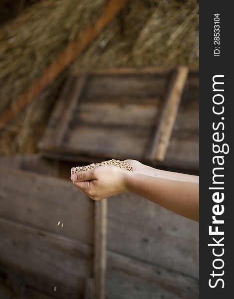 Carying grain in the hands, in the barn