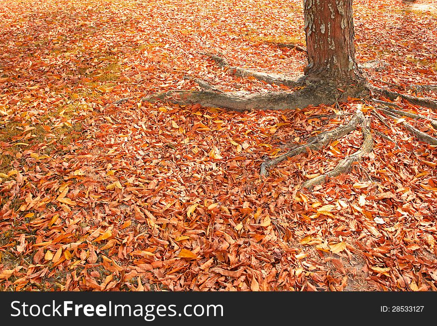 Dry leaves and tree of autumn