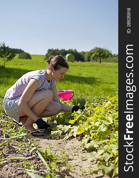 Woman picking cucumbers in the garden