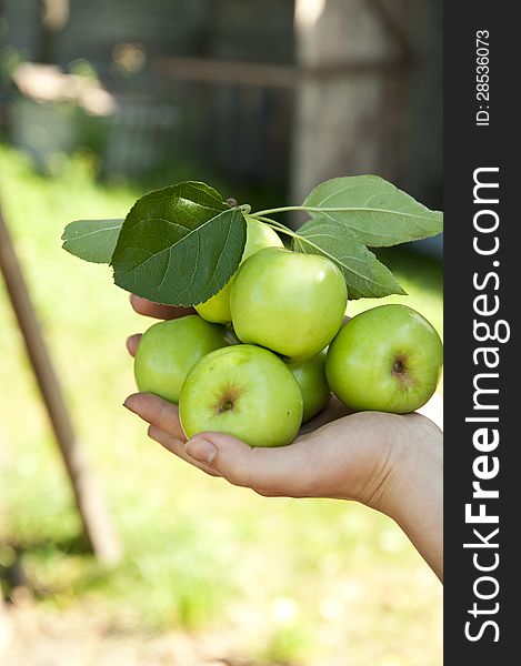 Green apples in the hand, garden view