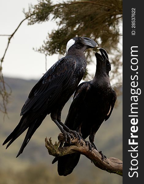 Corvus crassirostris. The largest eagle raven raven living in Ethiopia, Eritrea and Somalia. Corvus crassirostris. The largest eagle raven raven living in Ethiopia, Eritrea and Somalia.