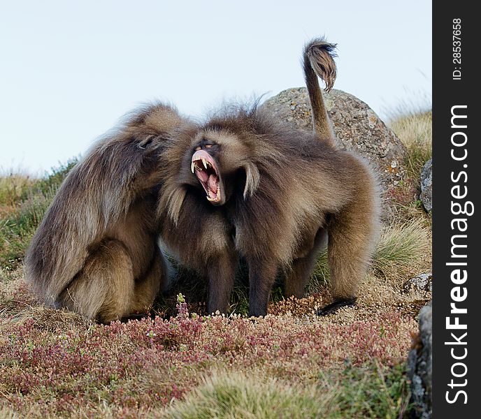 Monkeys Gelada, cercopithecidae family, the only representative of the type of Theropithecus. It occurs in the mountains of Ethiopia and Eritrea. Photography in the wild. Monkeys Gelada, cercopithecidae family, the only representative of the type of Theropithecus. It occurs in the mountains of Ethiopia and Eritrea. Photography in the wild.