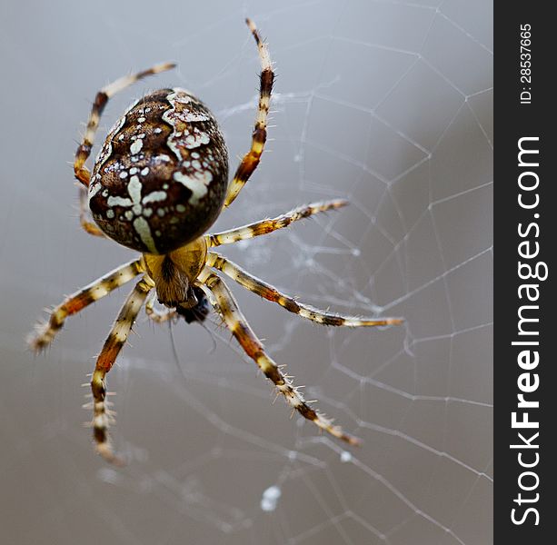 Popular European spider on the web. Popular European spider on the web.