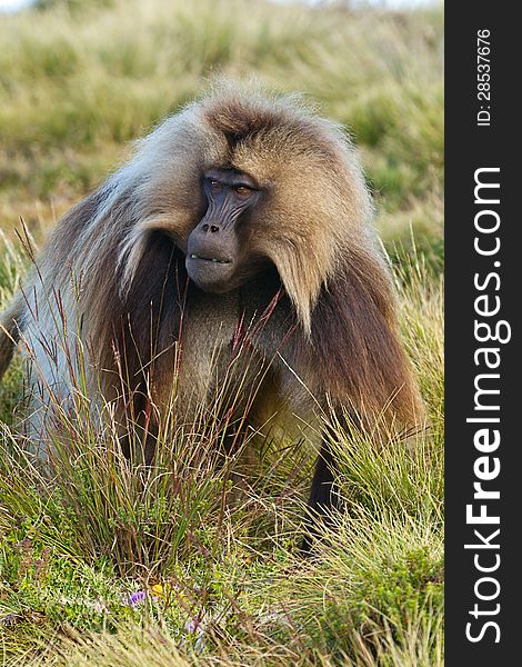 Monkey Gelada, cercopithecidae family, the only representative of the type of Theropithecus. It occurs in the mountains of Ethiopia and Eritrea. Photography in the wild. Monkey Gelada, cercopithecidae family, the only representative of the type of Theropithecus. It occurs in the mountains of Ethiopia and Eritrea. Photography in the wild.