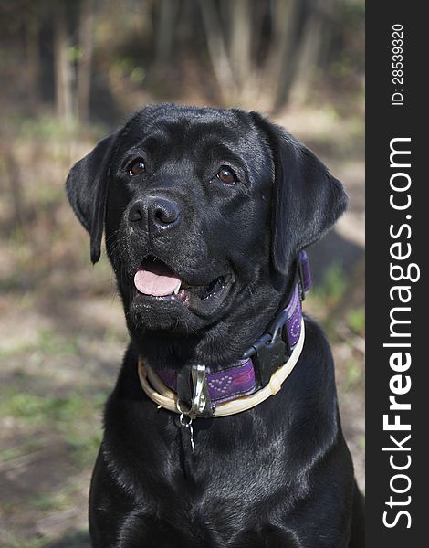 Portrait of  black labrador (2 years). Portrait of  black labrador (2 years)