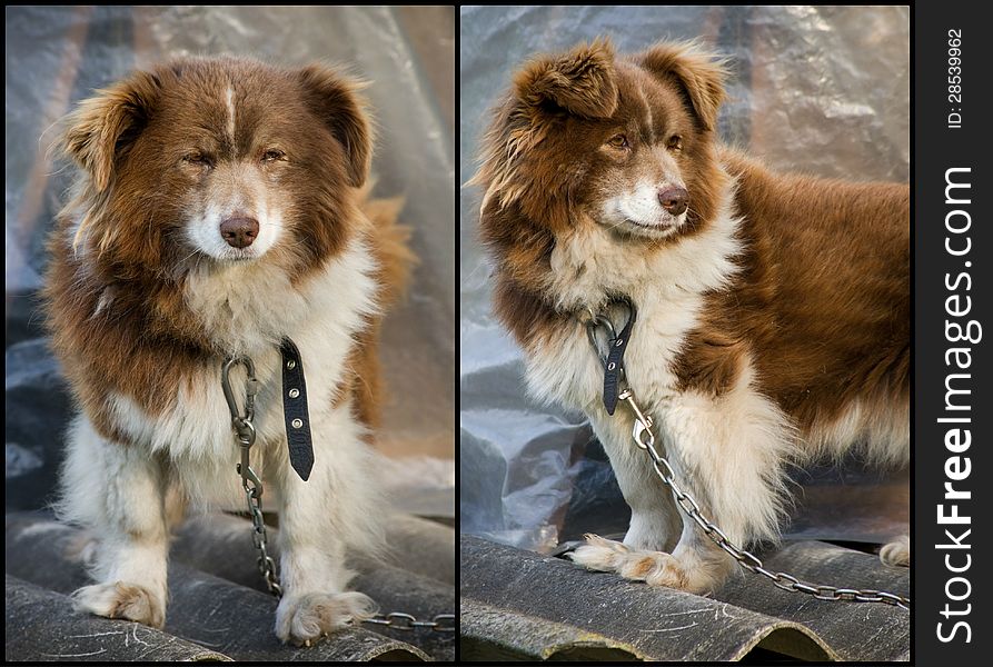 Poor old brown dog with chain. Poor old brown dog with chain