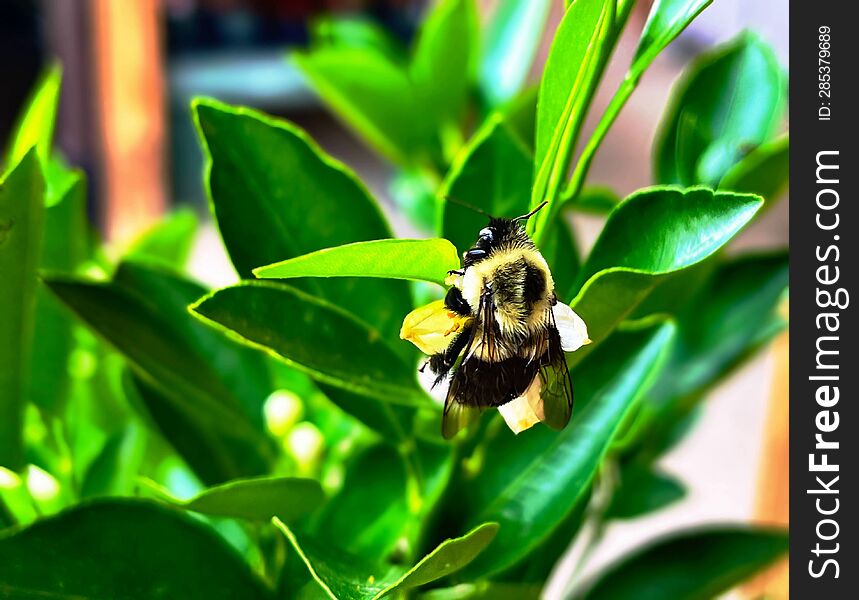 Closeup Of Bumblebee On A Shrub