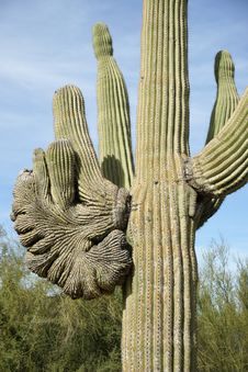 Crested Saguaro Royalty Free Stock Photos Crested Saguaro Royalty Free Stock Photos