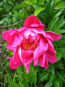 The Pink Flower Of Peony Royalty Free Stock Photography The Pink Flower Of Peony Royalty Free Stock Photography