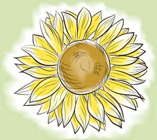 Flower Sunflower Painted Watercolor Royalty Free Stock Photo