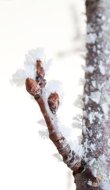 Branch With Sprout Covered In Ice Stock Photography