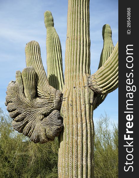 A rare crested saguaro with the fan on an arm instead of the top as are most crested saguaro.