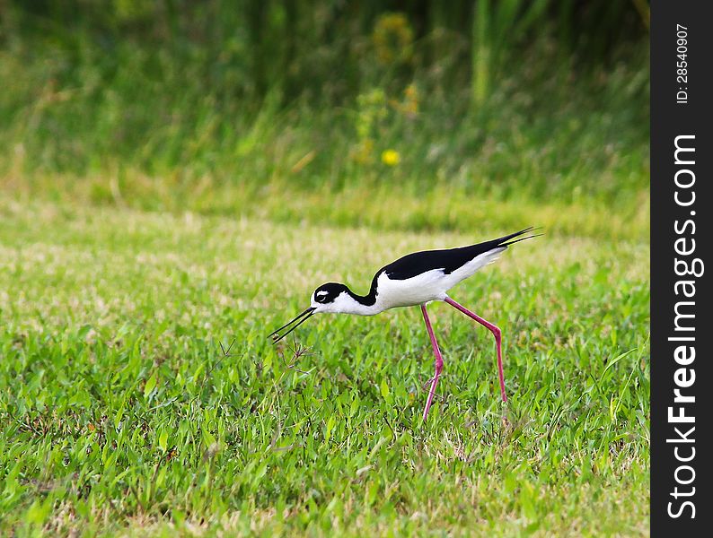 Black-necked Stilt (Himantopus mexicanus) hunting in grass