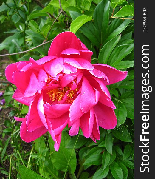 The pink flower of peony