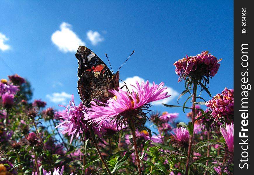 The  Butterfly Of  Vanessa Atalanta On The Flower