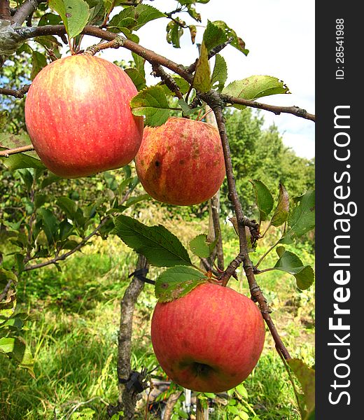 Very tasty and ripe apples hanging on the tree