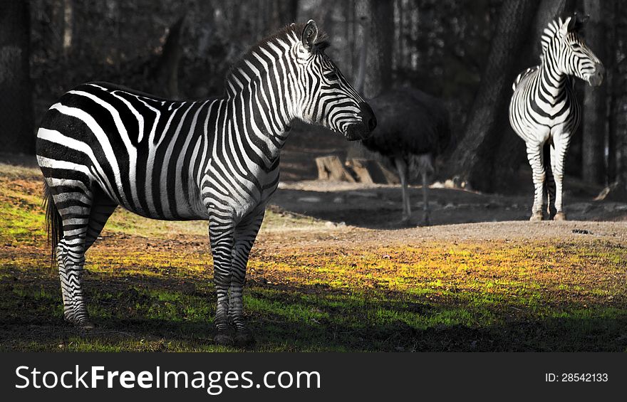 Two zebras at a zoo. Two zebras at a zoo.