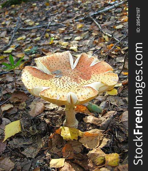 The image of beautiful red fly agaric in the forest