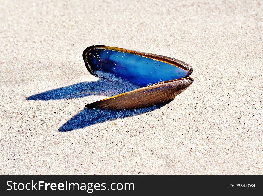 Close up of shell on beach sand