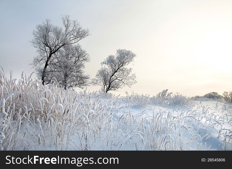 Walk on the coldest winter day after a snowfall