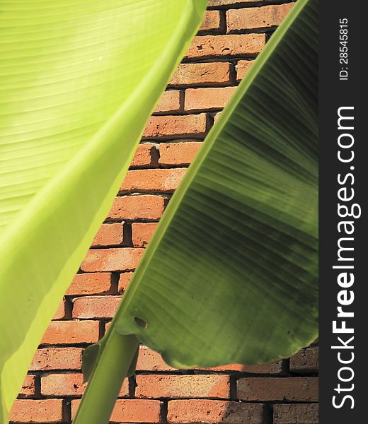 The brick with 2 green shade of banan leaf foreground. The brick with 2 green shade of banan leaf foreground