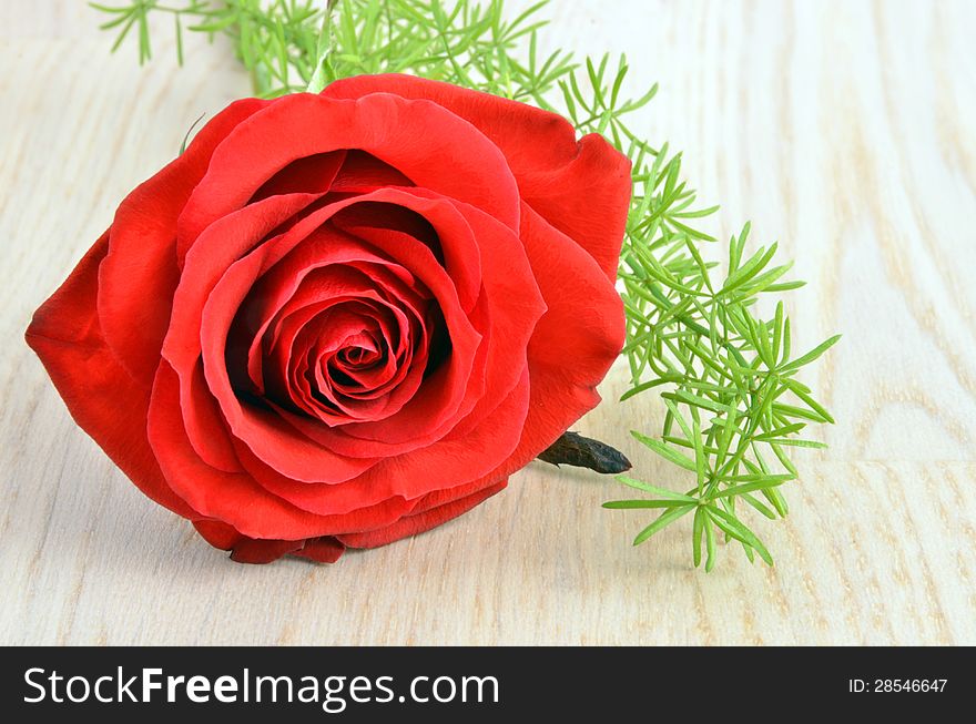 Single red rose on wood background