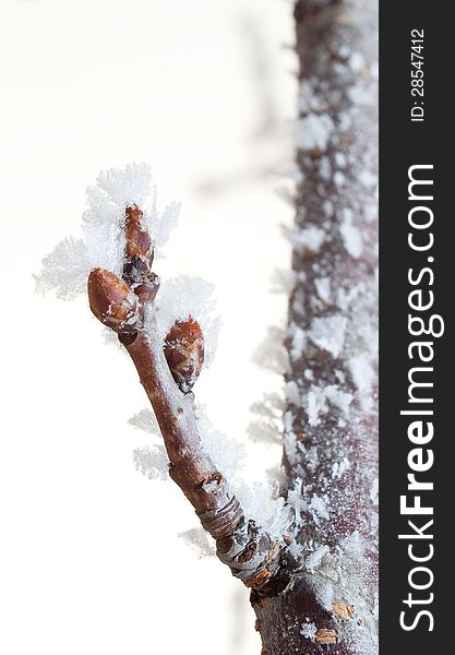 Cherry branch with sprout covered in ice