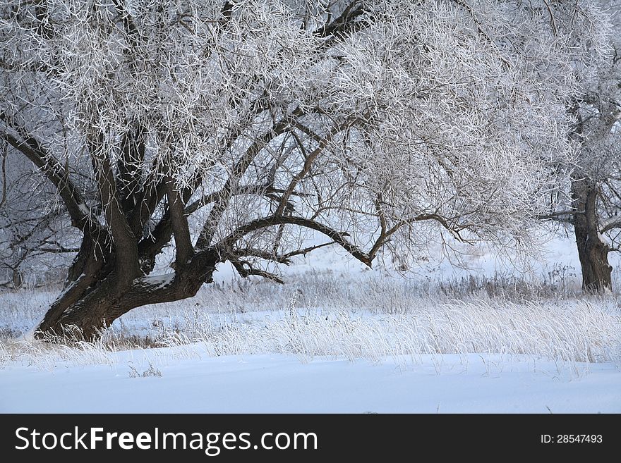 Walk on the coldest winter day after a snowfall