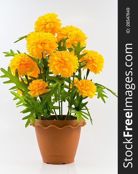 The marigold in pot on white background. The marigold in pot on white background.