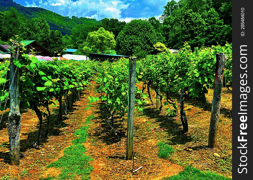 Some grapevines in a vineyard.