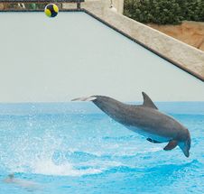 Dolphin Kicking Ball Royalty Free Stock Photo