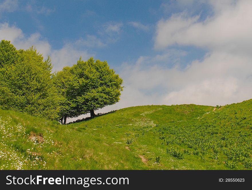 A leaning tree on a hill in the mountains, with the crown parallel to the ground. A leaning tree on a hill in the mountains, with the crown parallel to the ground