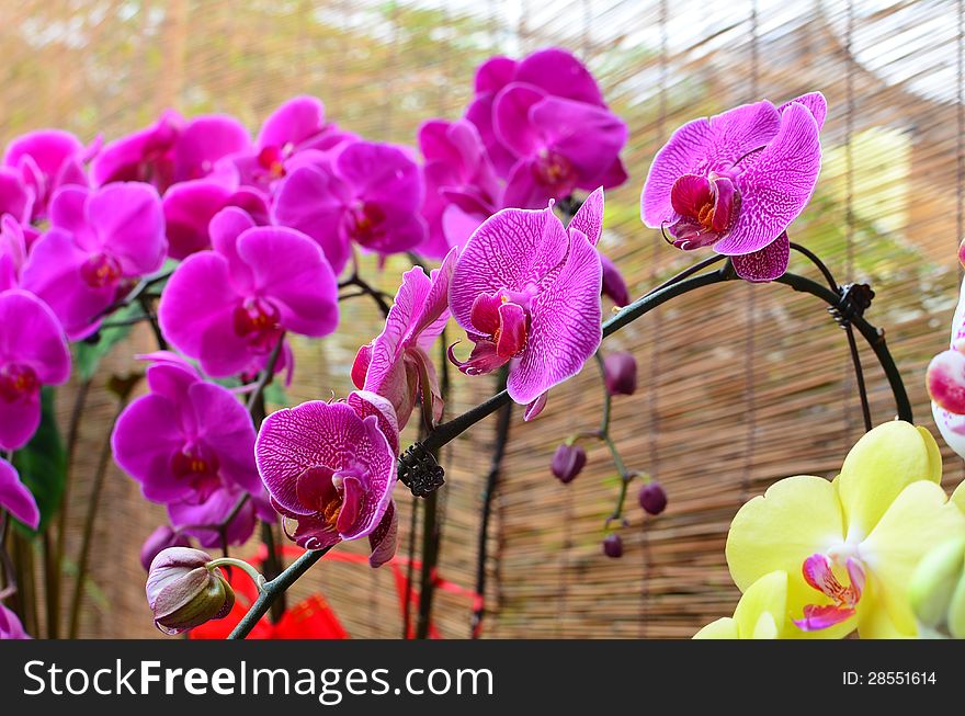This picture shows moth orchids at a garden.