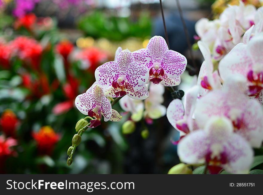This picture shows moth orchids at a garden.